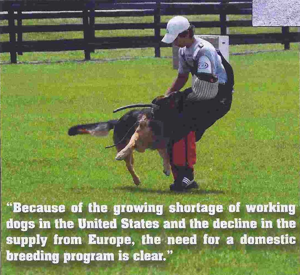 Working Dog with trainer