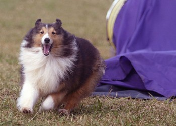 Photo of an Sheltie Lewis