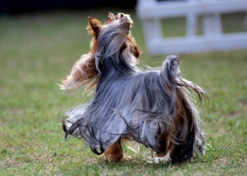 Photo of an Yorkie Beuchat