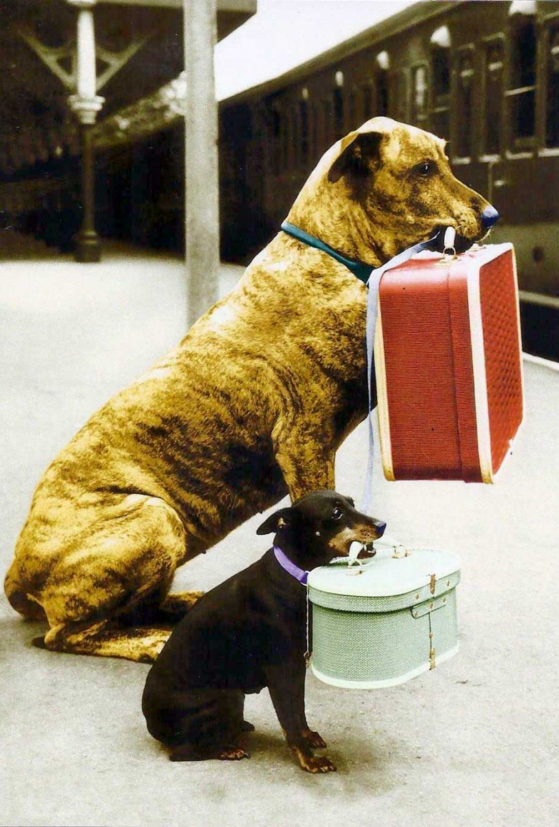 2 dogs with suitcases