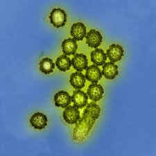 photo of influenza virus