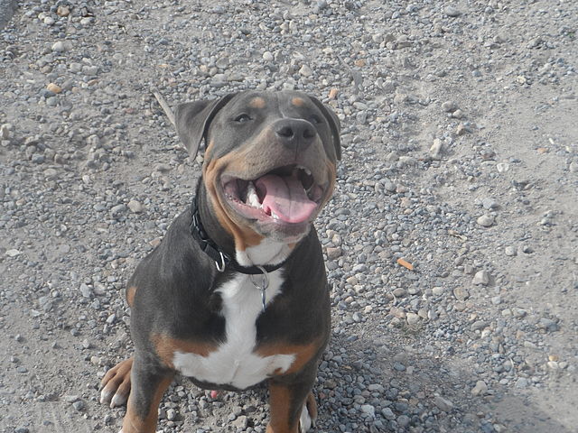 AMERICAN STAFFORDSHIRE TERRIER TRICOLORE Dog