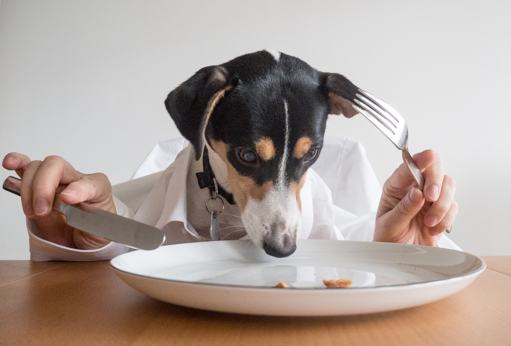 A dog eating dinner