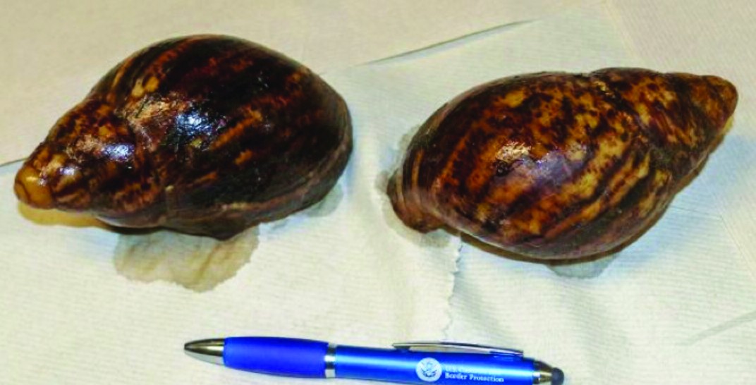 Photo of 2 Giant Snails