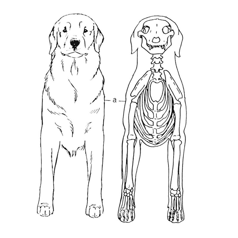 Dogs Structure
