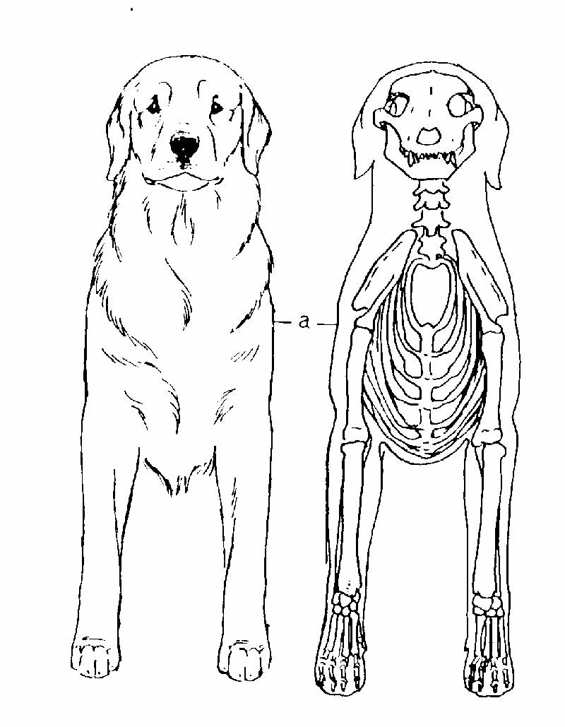 Hock Anatomy Dog - Anatomy Drawing Diagram