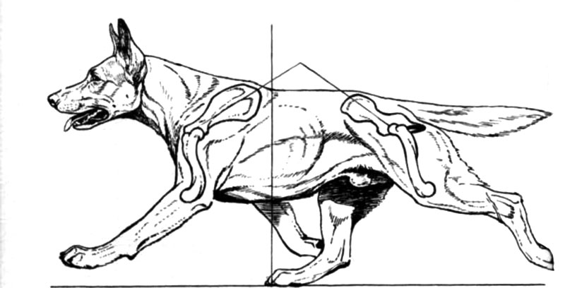 Figure 1a. Head carriage, neck, back and spinal column - appear as a gentle curve